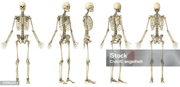 Вид Скелет Человека — стоковые фотографии и другие картинки Скелет человека - Скелет человека, Мужской пол, Анатомия