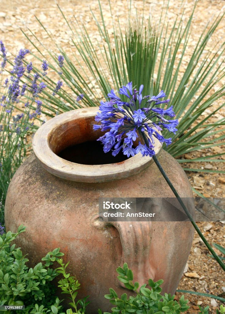 teracotta le jardin - Photo de Lis africain libre de droits