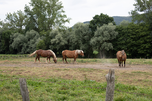 long shot of three white-haired brown horses grazing in a grass field