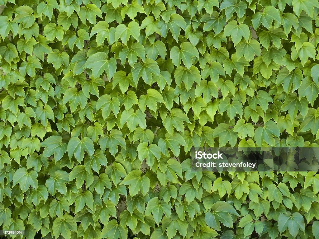Стена Ivy - Стоковые фото Без людей роялти-фри