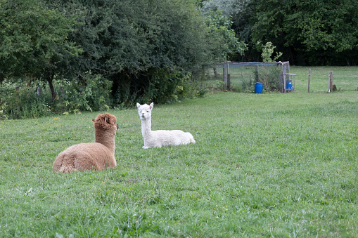 two alpacas resting in a field of natural grass spending the afternoon peacefully
