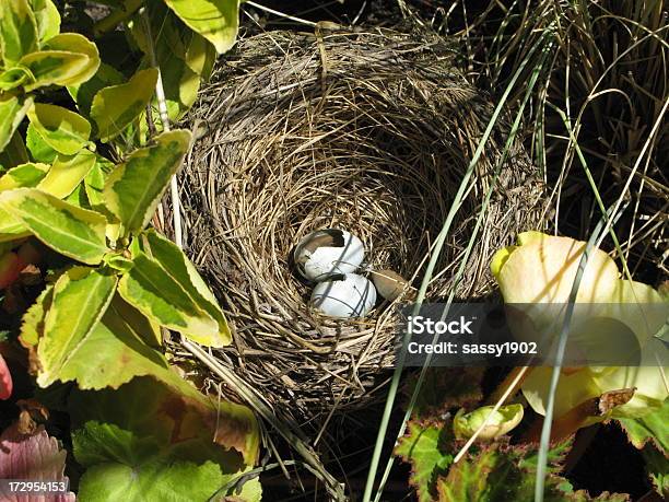 Nido De Huevos Primer Plano Foto de stock y más banco de imágenes de Agrietado - Agrietado, Aire libre, Alimento