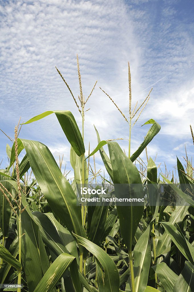 Iowa Mais und Quasten - Lizenzfrei Blatt - Pflanzenbestandteile Stock-Foto