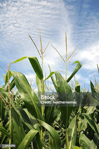 Foto de Iowa Corn E Franjas e mais fotos de stock de Agricultura - Agricultura, Borla, Cereal