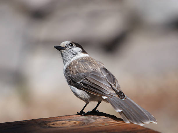 Small Bird Portrait 5 stock photo