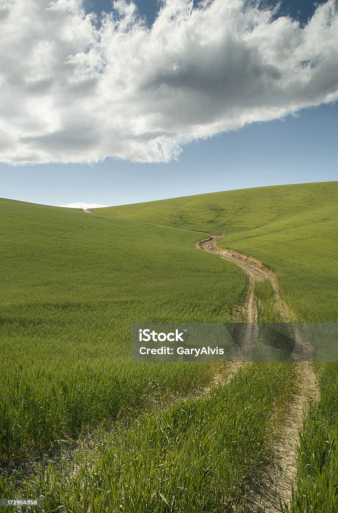 Road via les champs de blé - Photo de Beauté de la nature libre de droits