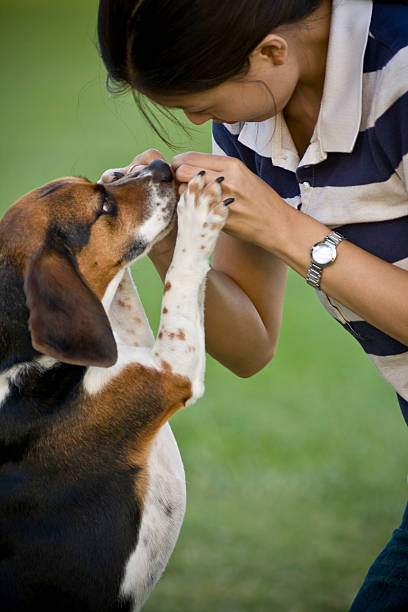 A girl plays with her beagle.