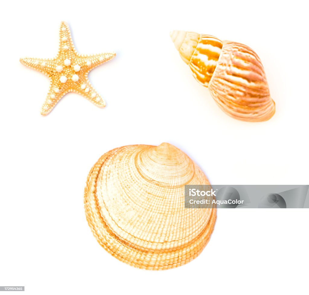 Shell de peixe - Foto de stock de Branco royalty-free