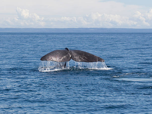 The dripping fluke of a Sperm Whale