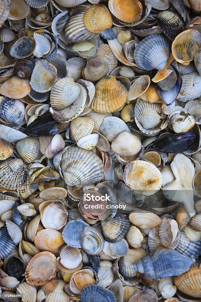 Mussels Texture Part of Mussels on Northsea Beach German North Sea Region Stock Photo