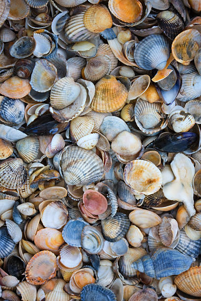 Mussels Texture Part of Mussels on Northsea Beach collection clam stock pictures, royalty-free photos & images