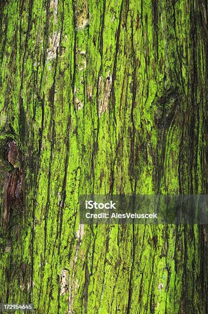 Moss Stockfoto und mehr Bilder von Bildhintergrund - Bildhintergrund, Extreme Nahaufnahme, Farbbild