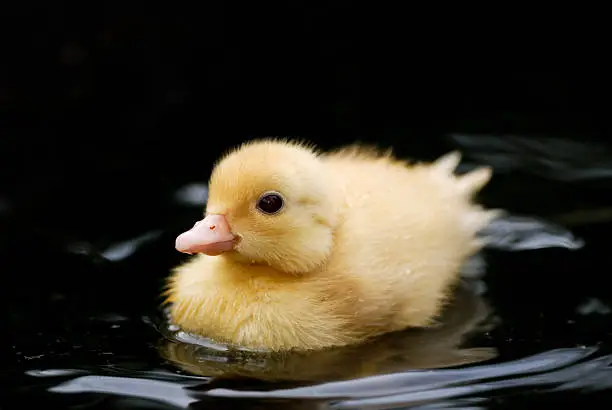 cute little duckling in water
