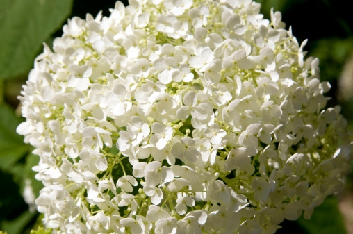 Annabelle hydrangea produces a ball of many small flowers.