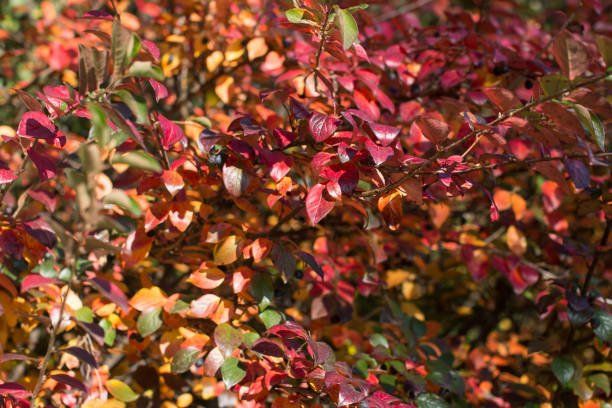 istock bright colorful autumn foliage. Autumn background 1729551313