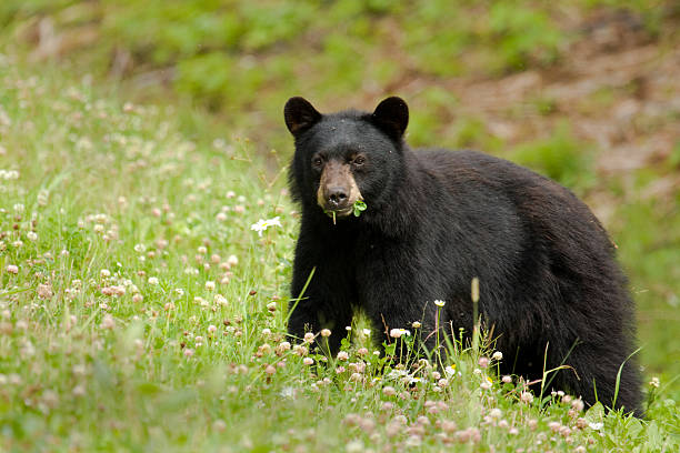 Black bear eating grass in wild flower meadow Black Bear in Wild Flower Meadow.  black bear cub stock pictures, royalty-free photos & images