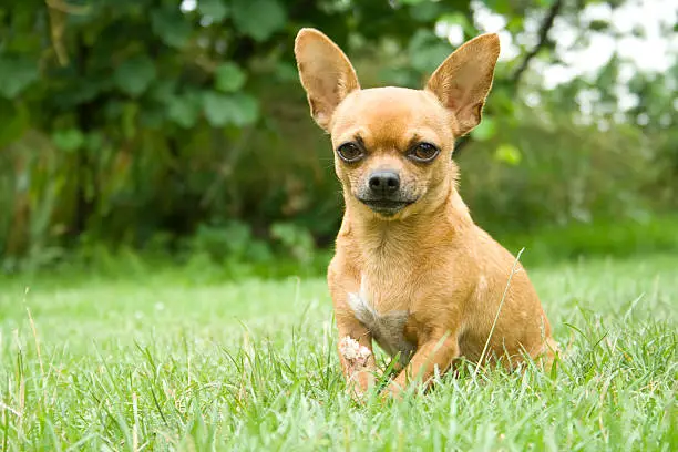 Photo of Close-up portrait of a chihuahua in the park