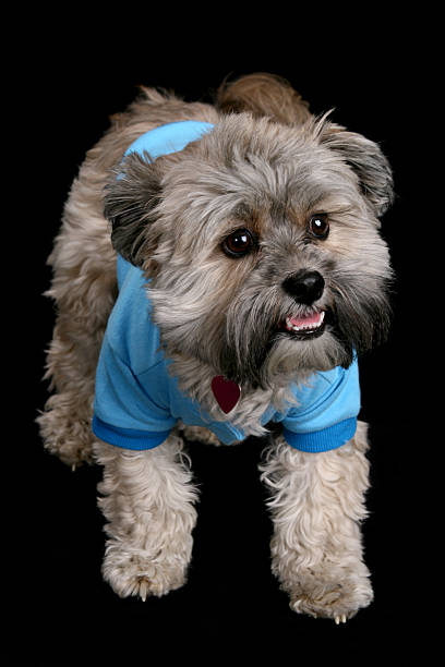 Cachorro en un azul hoodie - foto de stock