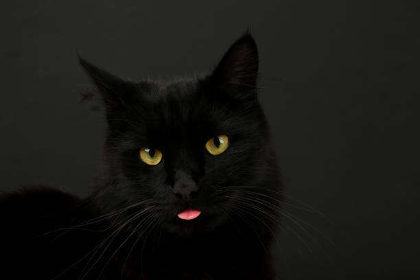istock A beautiful black cat is licking his lips appetitively. A black cat on a black background. Advertising of cat food, balanced cat food, pet care. 1729554327