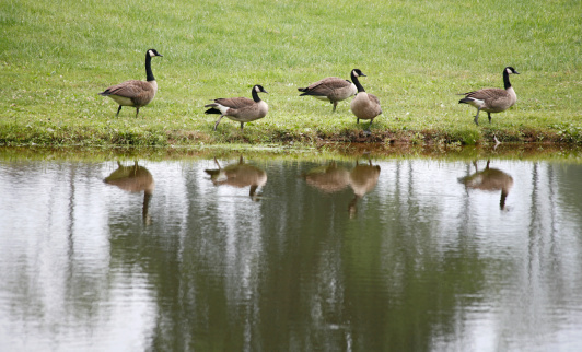 Geese strolling by the pond on an overcast day.