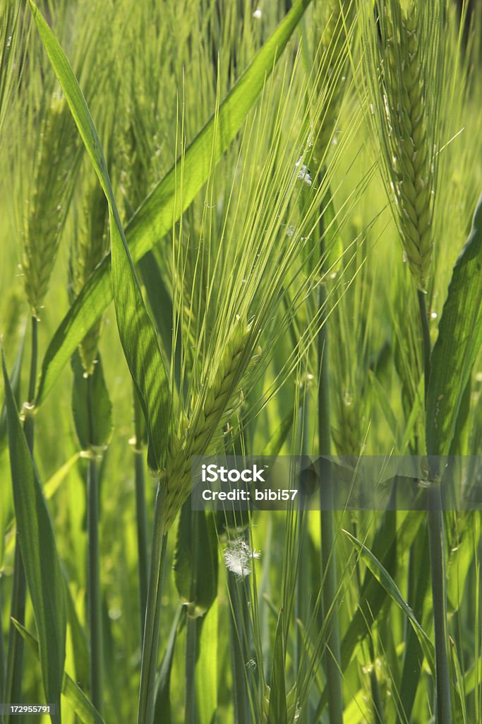 Florecer cebada - Foto de stock de Agricultura libre de derechos