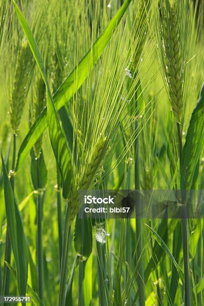 Florecer Cebada Foto de stock y más banco de imágenes de Agricultura - Agricultura, Alimentar, Alimento