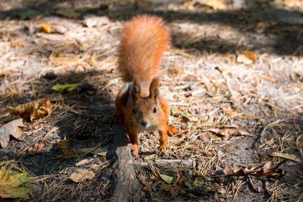 istock a squirrel near a tree eats nuts. Autumn fallen yellow foliage 1729558020