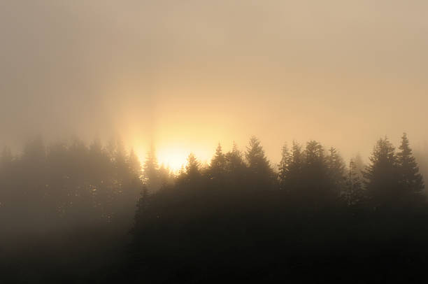 istock Sunrise in Fog 172955868