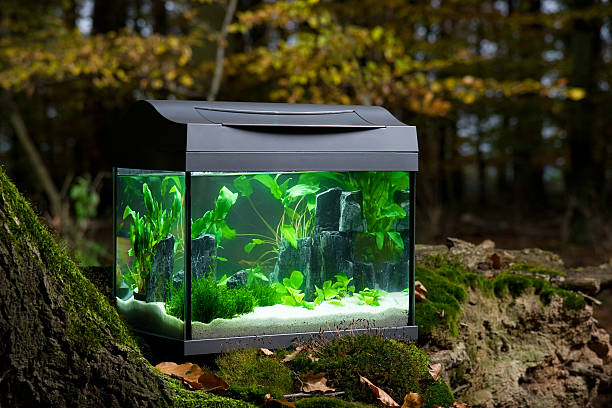 Photo showing a tropical aquarium fish tank that is overrun with snails and guppies, being planted with artificial green plants.  Pebbles and ornaments, including a resin shipwreck and ruins, are placed on the bottom, around the gravel.