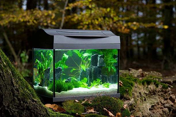 fish tank in the wood stock photo
