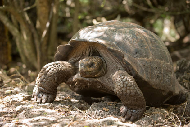 istock Giant Galapagos Tortoise raised on feet 172955876
