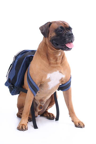 schooldog - dog education backpack boxer photos et images de collection