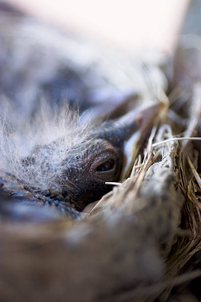 bird's eye-다른 모습을 볼 - dependency animal nest robin bird 뉴스 사진 이미지