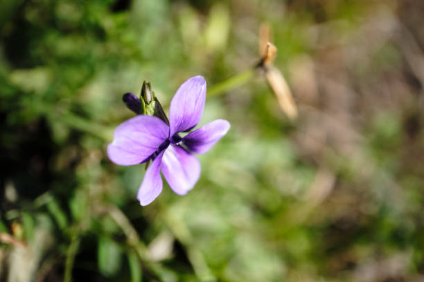 cute purple violet petals