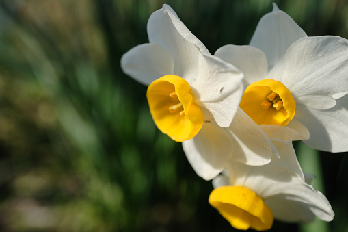 Daffodil flowers growing from the ground