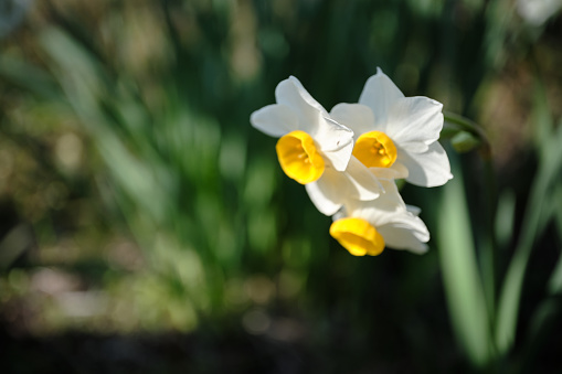 Daffodils bathing in the sun