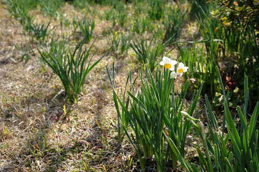 Daffodil flowers starting to bloom