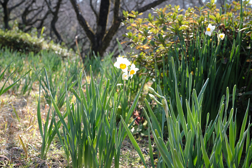 beautiful white daffodil flowers