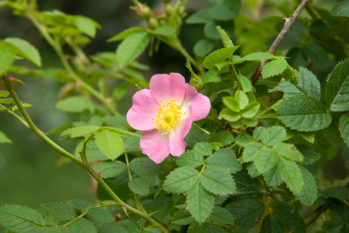 Close-up of the pink flowers on a wild prairie rose plant that is blooming in the tall grass on a warm sunny day in June with a blurred background.