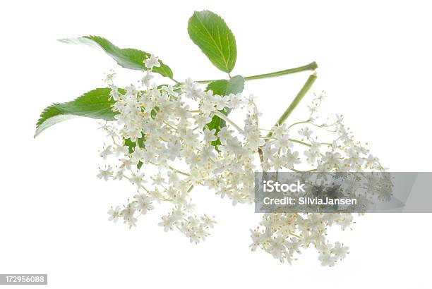 Foto de Flor De Sabugueiro e mais fotos de stock de Sabugueiro - Adoxaceae - Sabugueiro - Adoxaceae, Flor, Fundo Branco