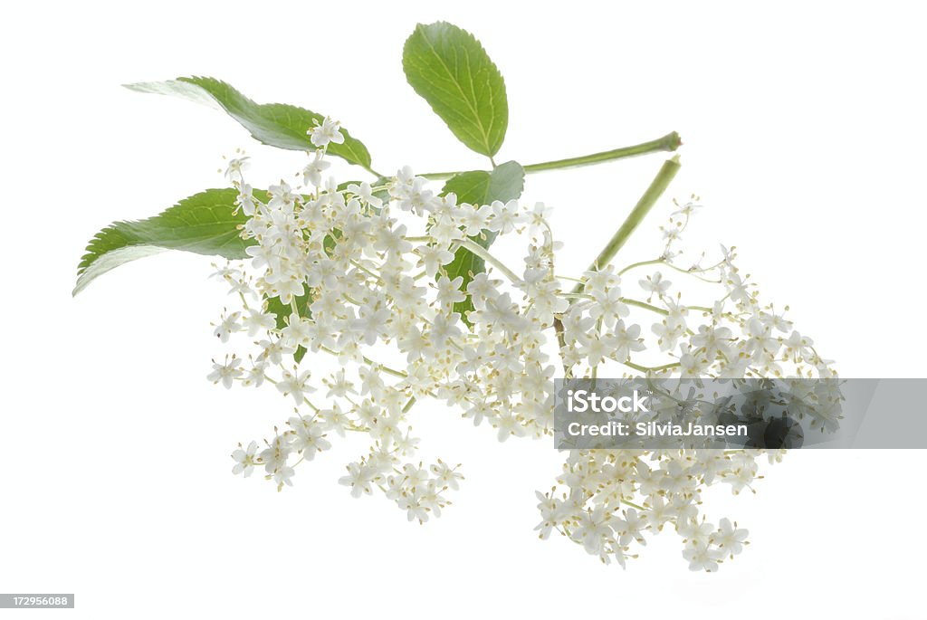 Старшее blossom - Стоковые фото Бузина - растение роялти-фри