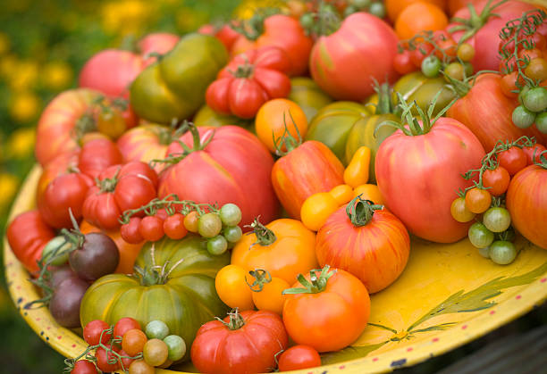 ассортимент свежих томатов выбрали негибридный - green tomato black krim tomato cherry tomato tomato стоковые фото и изображения