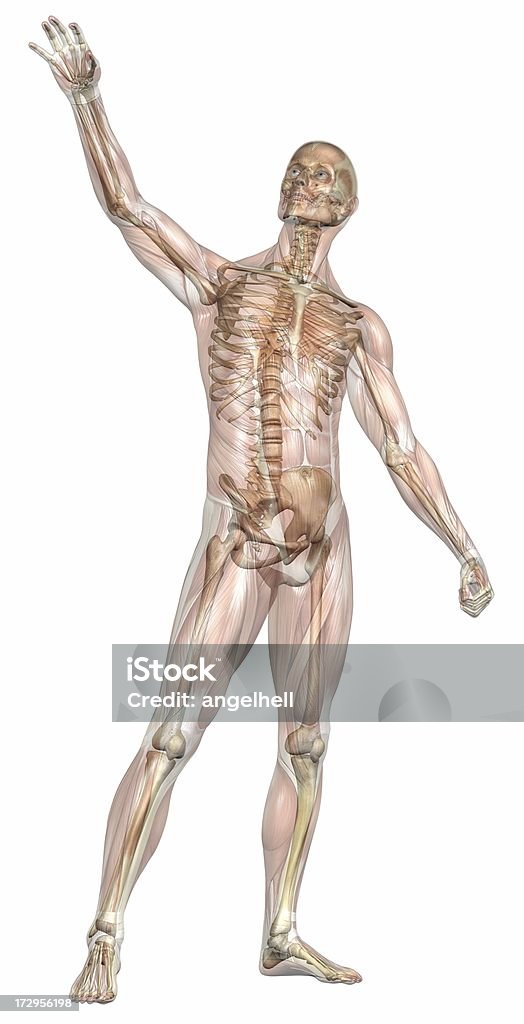 Corpo humano de um homem com os músculos e transparente esqueleto - Foto de stock de Corpo inteiro royalty-free