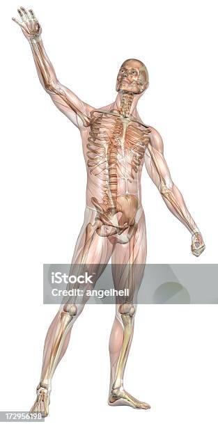 Foto de Corpo Humano De Um Homem Com Os Músculos E Transparente Esqueleto e mais fotos de stock de Corpo inteiro