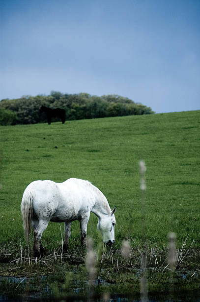White Horse 4 white horse in a field uffington horse stock pictures, royalty-free photos & images