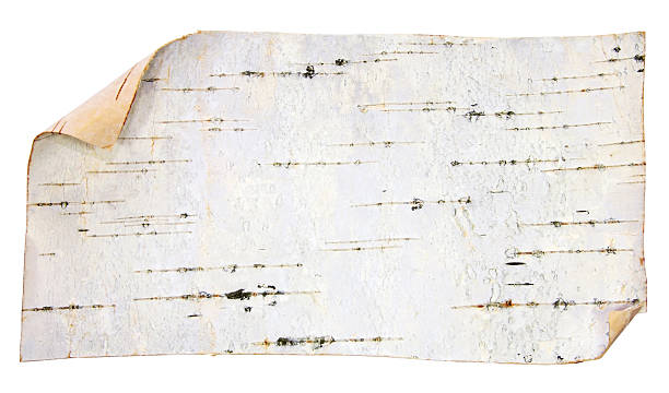 casca de vidoeiro-label - birch bark - fotografias e filmes do acervo
