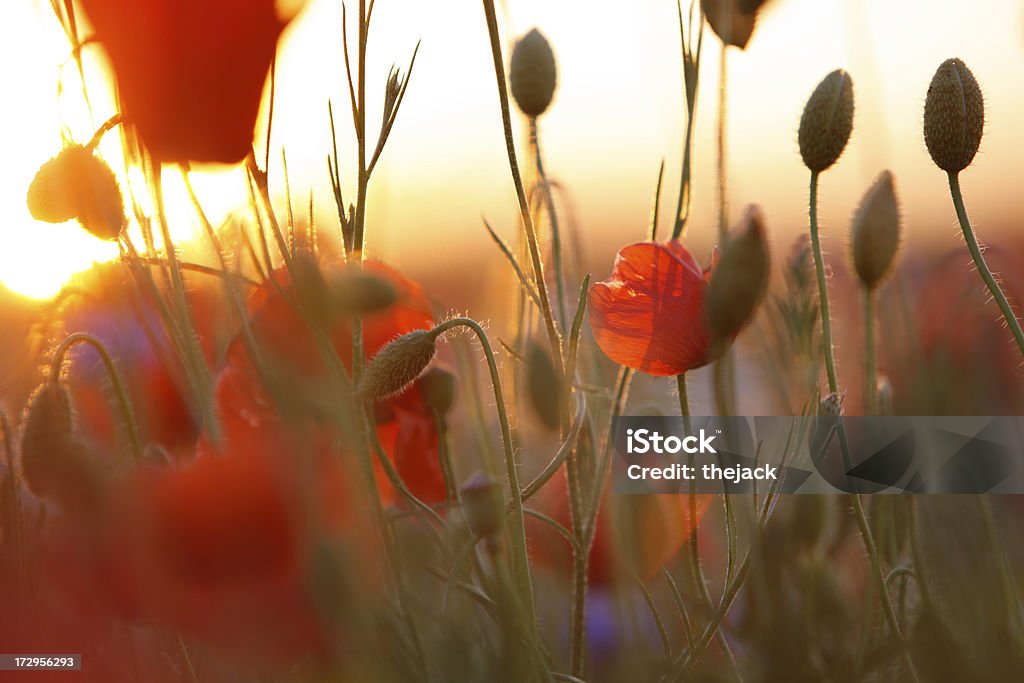 Campo di papaveri (contro luce solare con recidive - Foto stock royalty-free di Blu