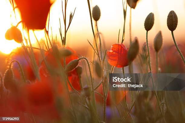 Campo Di Papaveri Contro Luce Solare Con Recidive - Fotografie stock e altre immagini di Blu - Blu, Close-up, Colore descrittivo