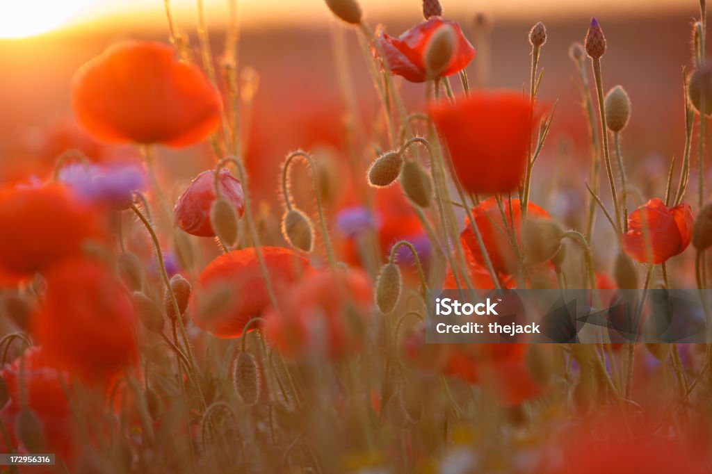 Campo de amapolas (contra la luz del sol con exacerbaciones - Foto de stock de Aciano libre de derechos