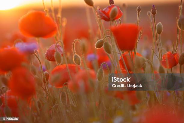 Campo De Amapolas Contra La Luz Del Sol Con Exacerbaciones Foto de stock y más banco de imágenes de Aciano